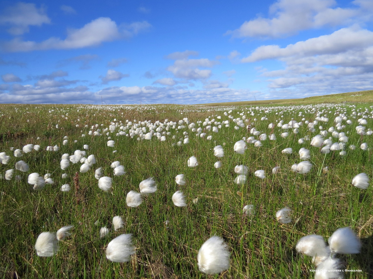 Летняя тундра