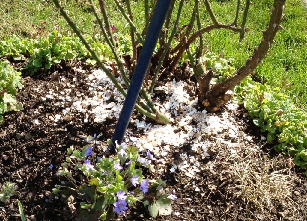 Для цветов кому подходит особенно: розам, лилиям и луковичным. На фото основание большого куста розы весной... Этому кустику досталось скорлупы, хотя обычно не хватает на всех...