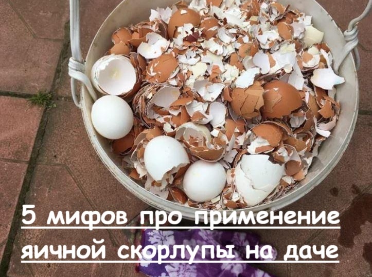 Скорлупа яичная: 5 садово-огородных мифов про использование скорлупы