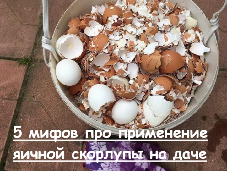 Скорлупа яиц нам пригодится