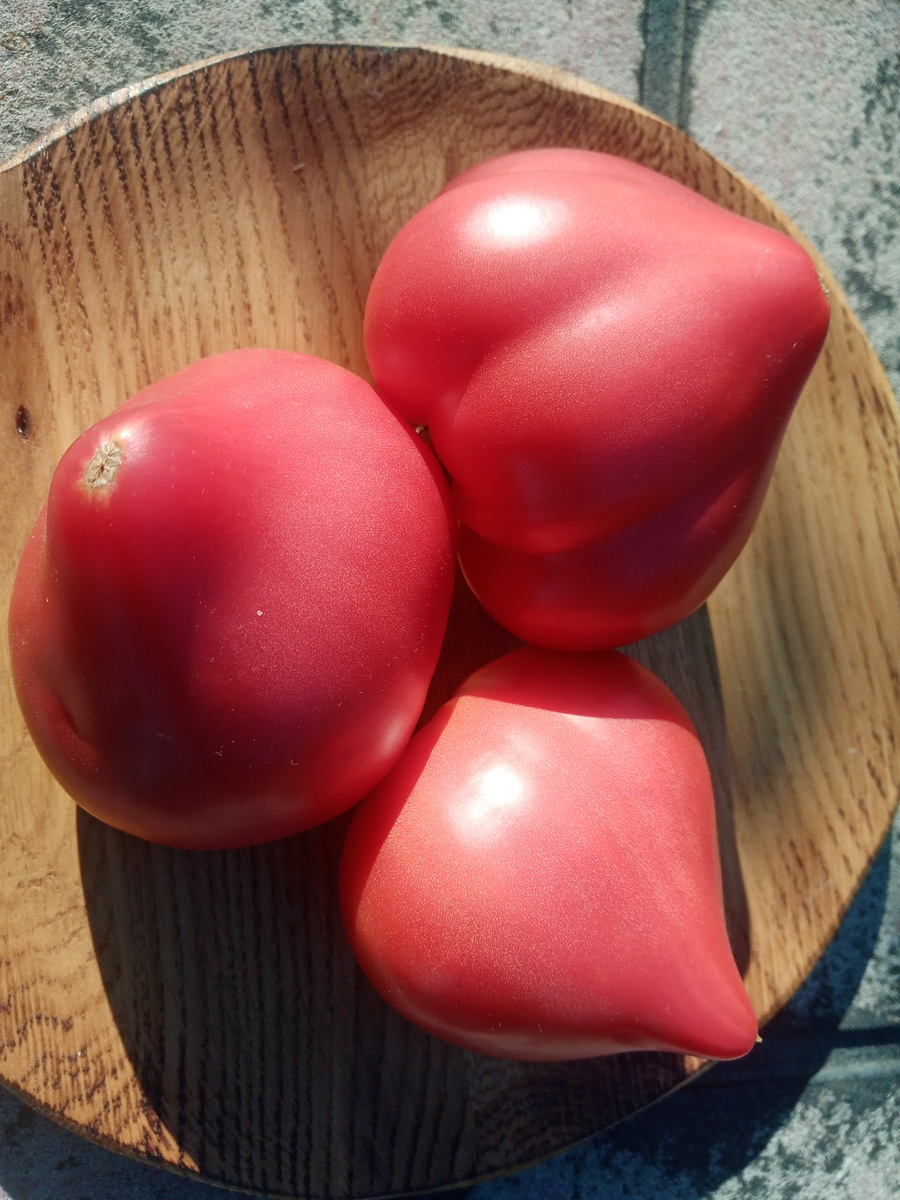 Фото автора от 29.07.2025г. Групповой портрет помидоров сорта Клубничный сержант.