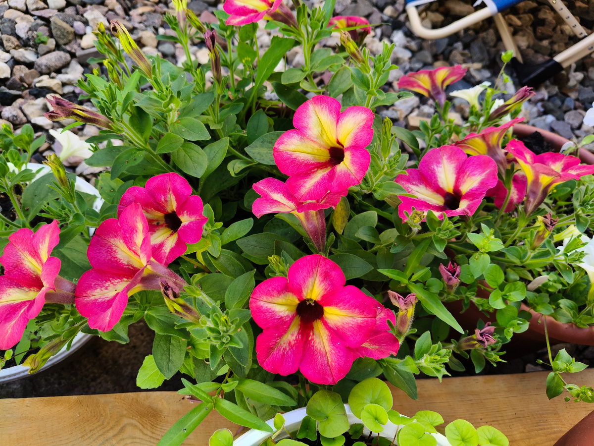 Это более менее приличное цветение петуний. Расцветочка, правда не моя, но терплю, так как все остальные петунии подстрижены. 