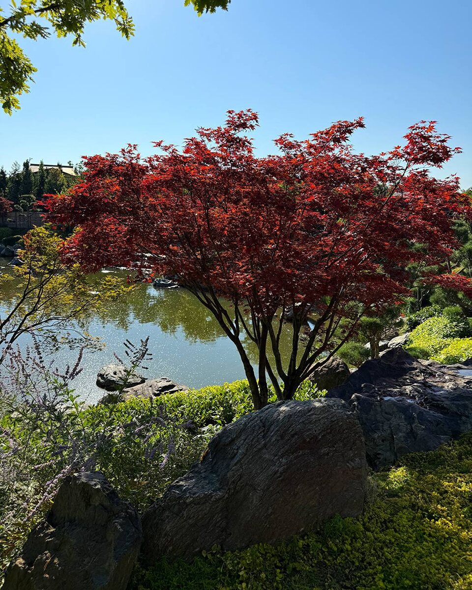 Застывший камнепад. Японский сад Краснодар