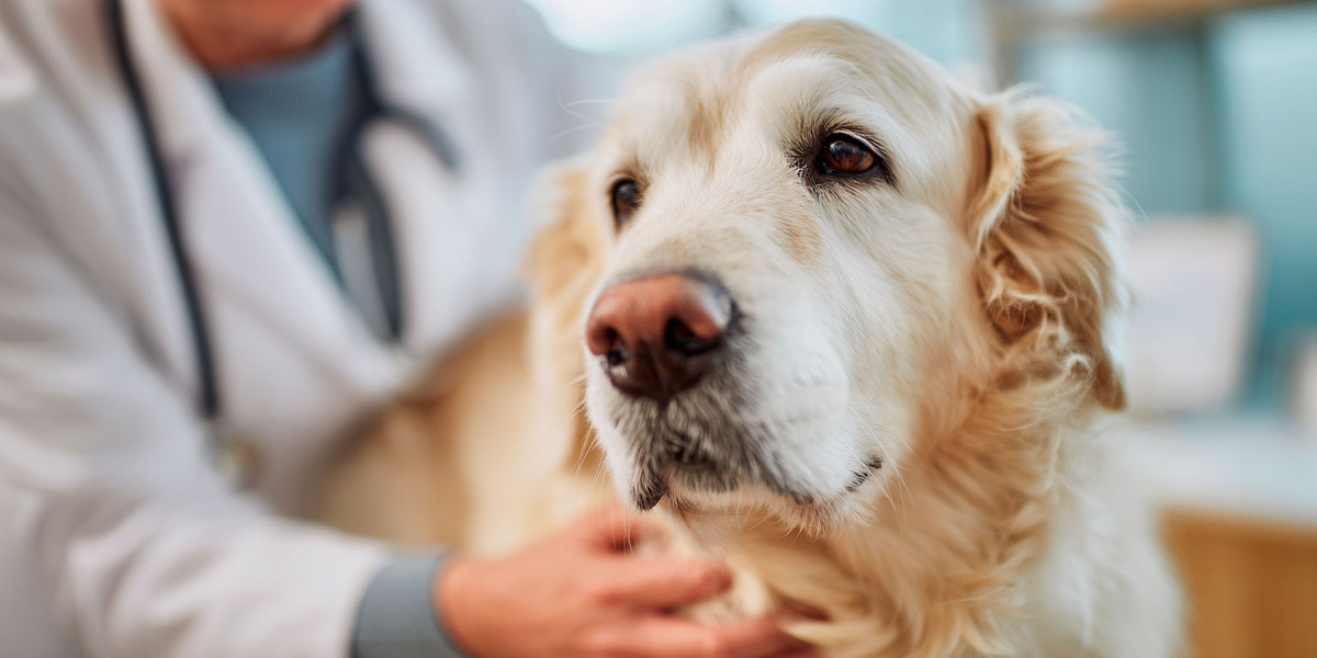 Корма Aller Petfood обладают сбалансированным рационом и подходят для собак, нуждающихся в особом питании.