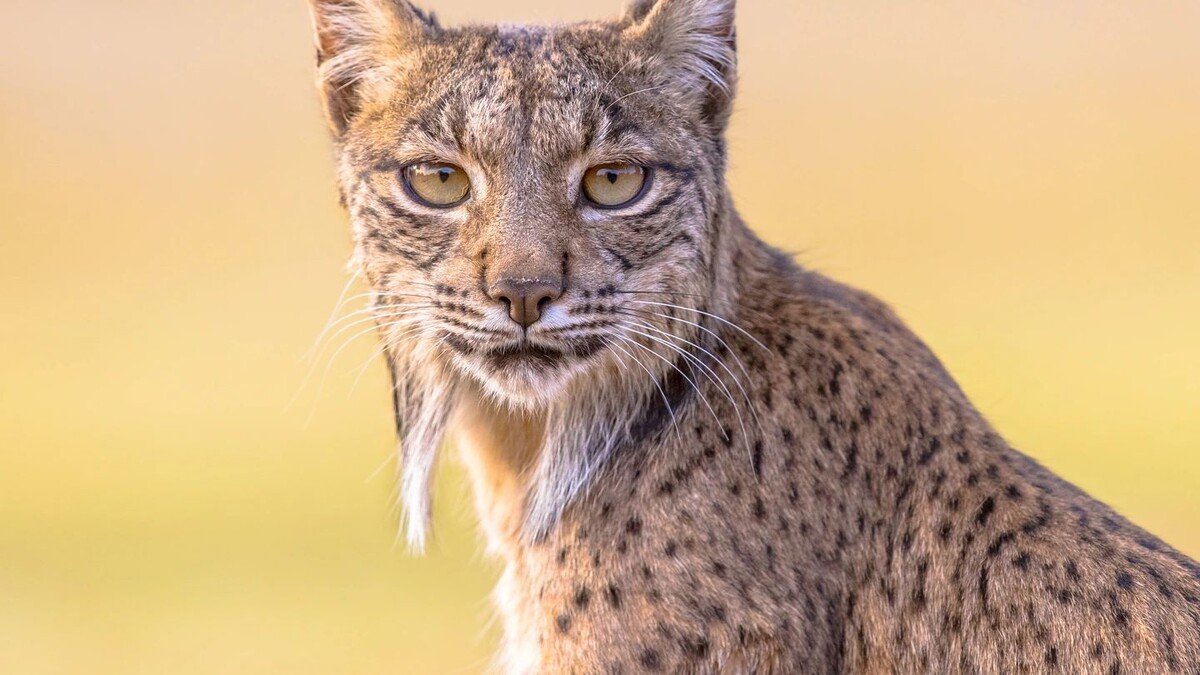    Фото: Rudmer Zwerver / Shutterstock / Fotodom