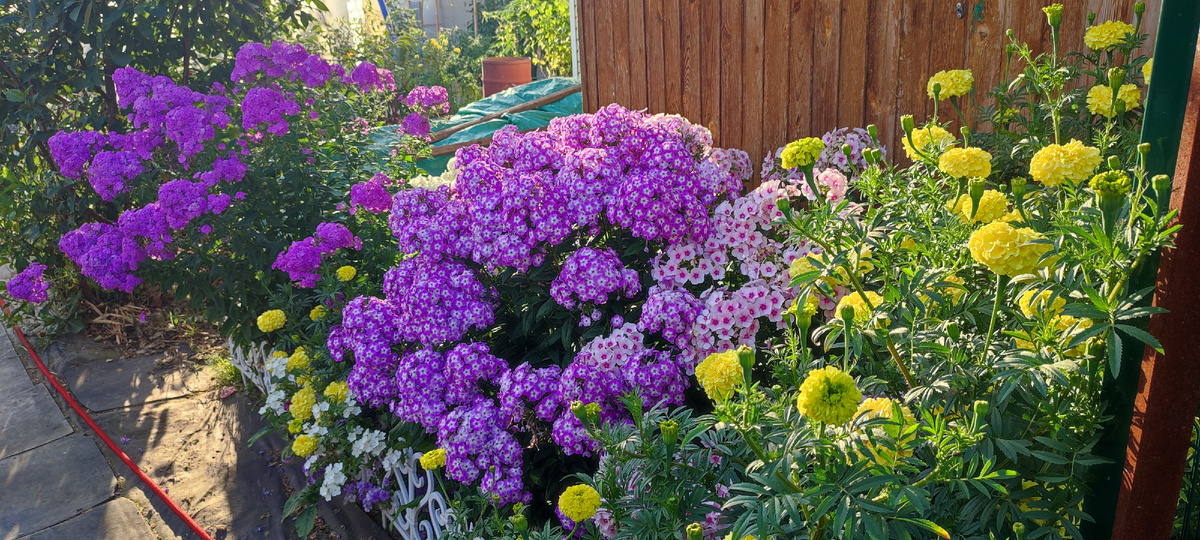 Моя шикарная  клумба с многолетними флоксами и бархатцами