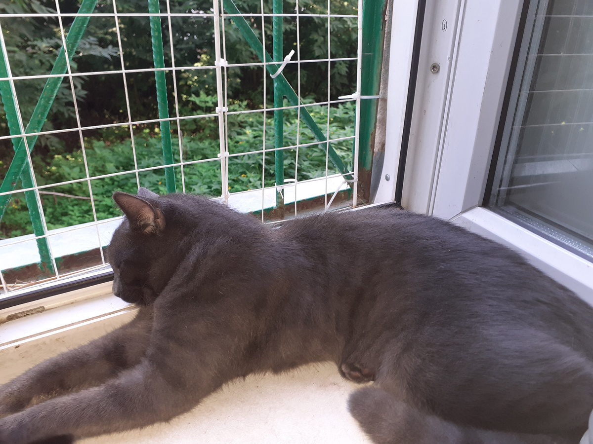 Тишка спит.