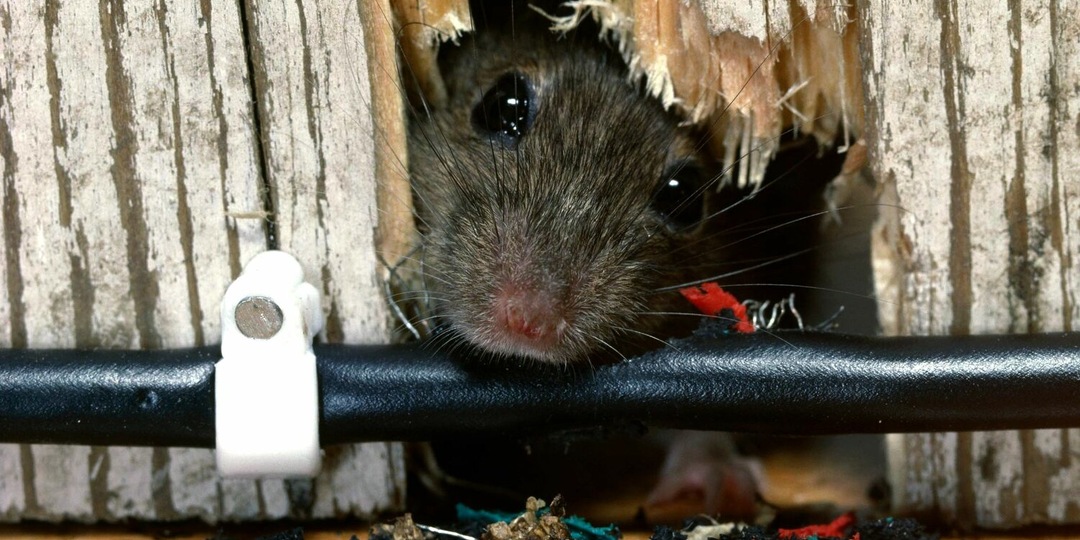 Как навсегда избавиться от мышей в доме: единственный эффективный способ для старых и новых построек