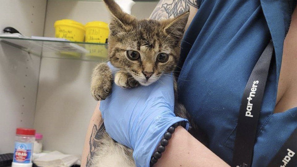    Котенок на руках у врача.