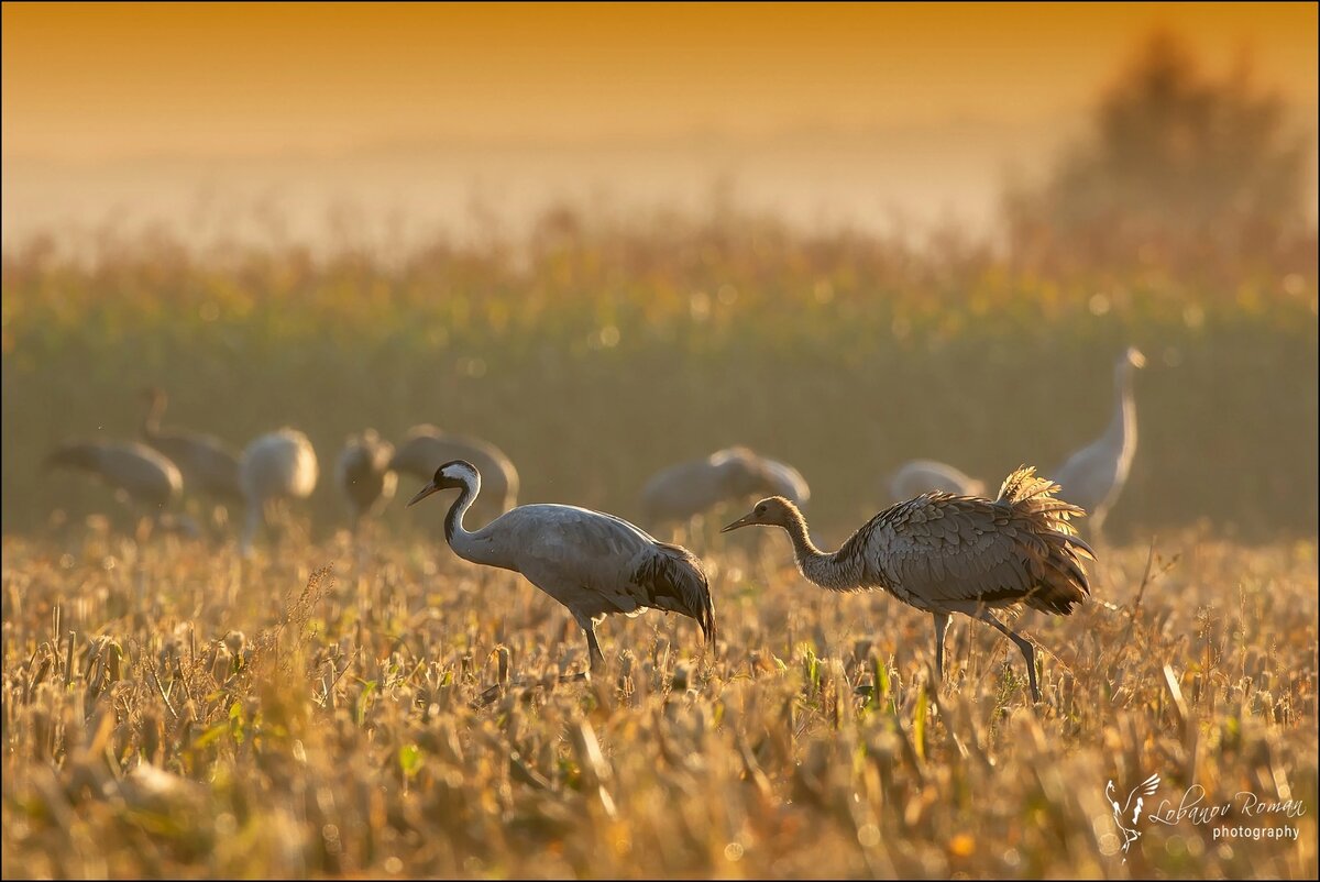 📸 Роман Лобанов, «Журавлиная родина»