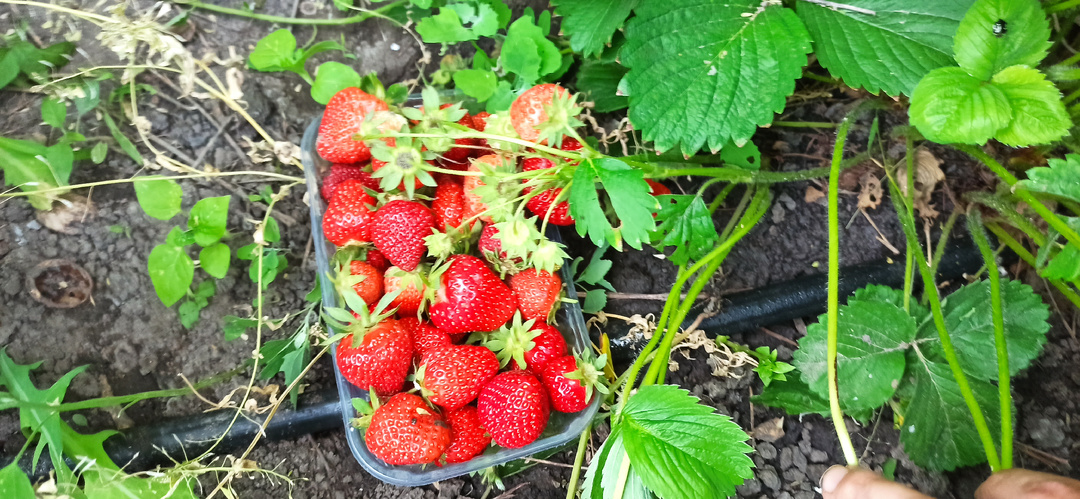⭐ Полейте клубнику этим раствором — и урожай побьет все рекорды района!