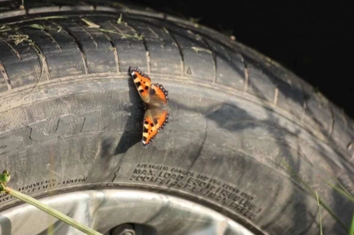    30 июля в Туле прогнозируют ясную погоду и до +30℃