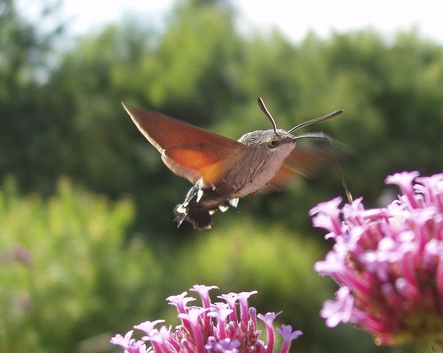 Бражник-языкан в полете