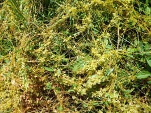    Фото: Россельхознадзор по Рязанской и Тамбовской областям