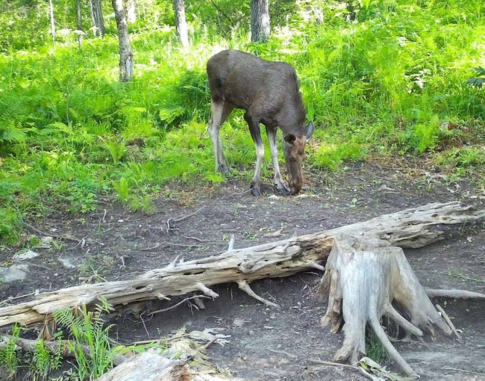    Животные на солонцах в Алтайском заповеднике. Источник: Фотоловушка. Установка – Юрий Калинкин