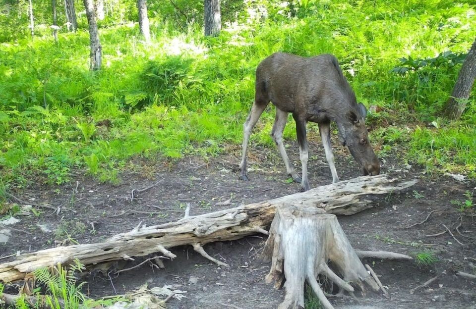    Животные на солонцах в Алтайском заповеднике. Источник: Фотоловушка. Установка – Юрий Калинкин