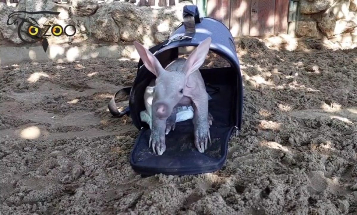    Редкий зверёк впервые вышел на улицу