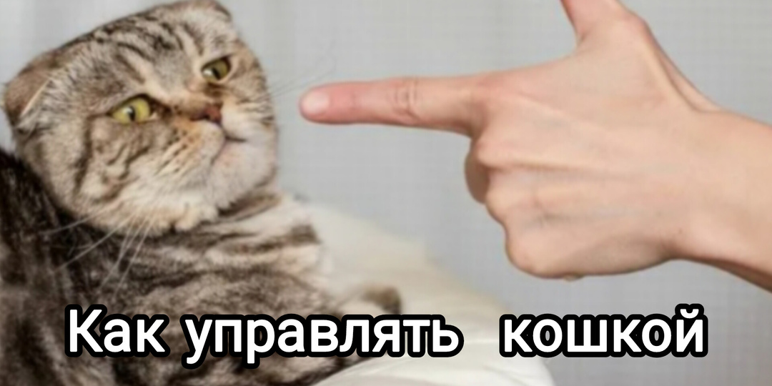 Жесты, которым подчиняются все кошки