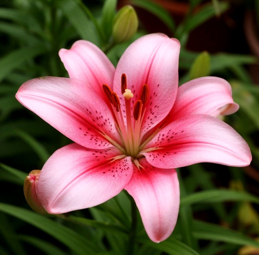 Создао в Шедеврум