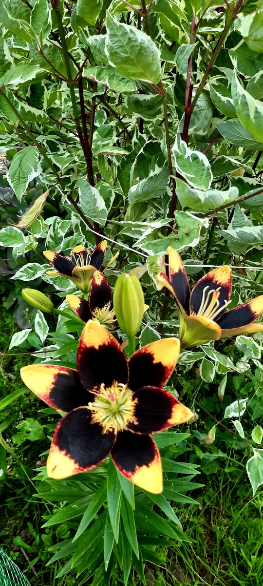 Личный архив.