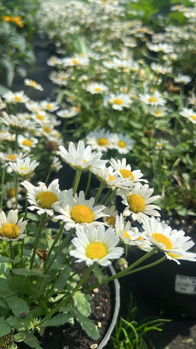 Нивяник наибольший Арктик Сноу