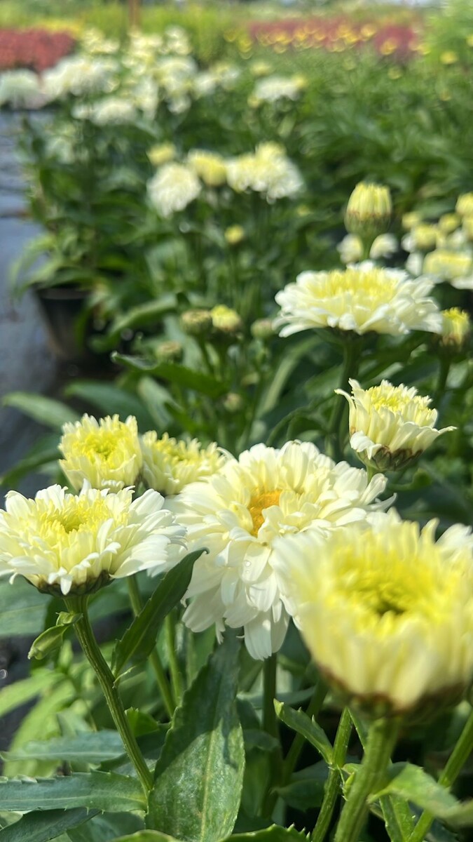 Нивяник Макарун