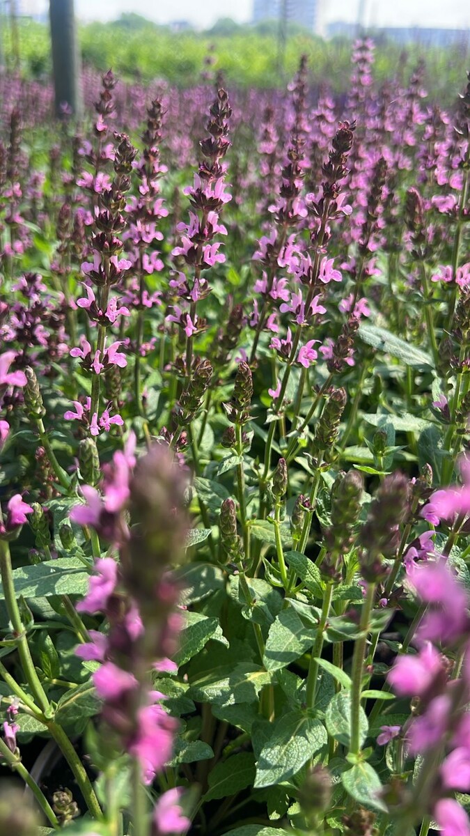Сальвия дубравная Нью Демшн Роуз