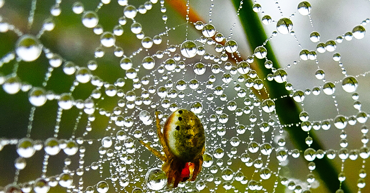 Паутинка в росе. Фото из открытых источников.