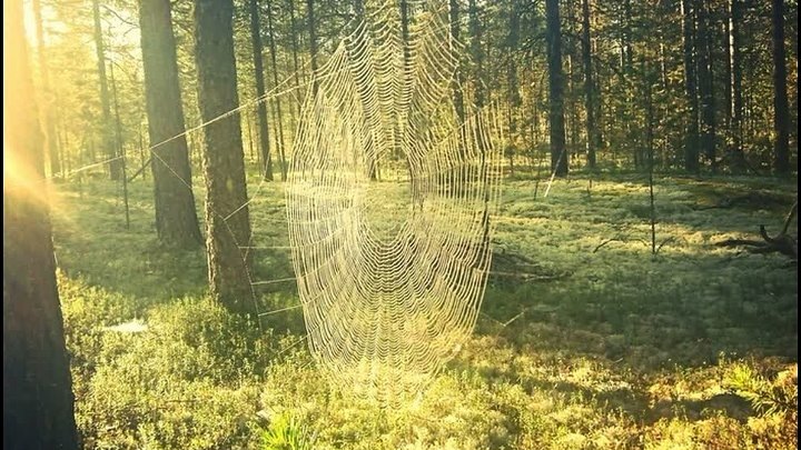 Лесная салфеточка. Фото из открытых источников.