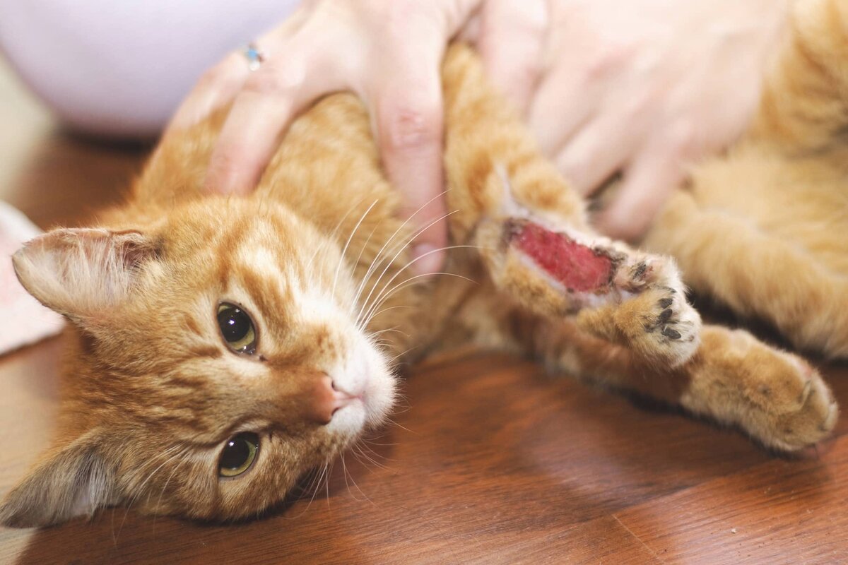 Ранены кот