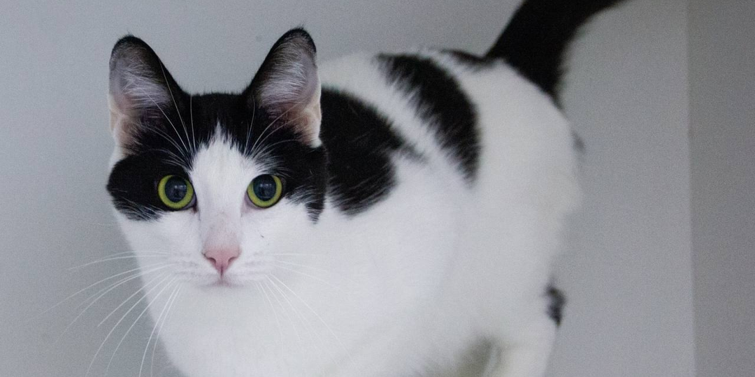 ❗ДОМА❗Котик Макс зовёт и ищет, и ждёт, очень ждёт своего человека с которым сложится настоящая семья.