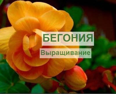 Выращивание бегонии, особенности ухода