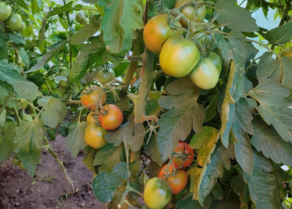 Фото автора 