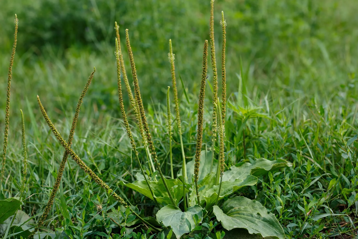 Plantago major