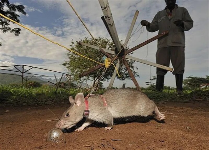Крыса-сапер получила британскую военную награду