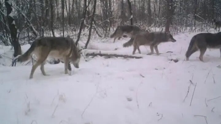 Волчья стая в чернобыльской зоне - зима 2014