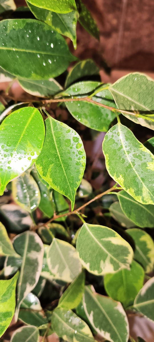 Фикус Бенджамина