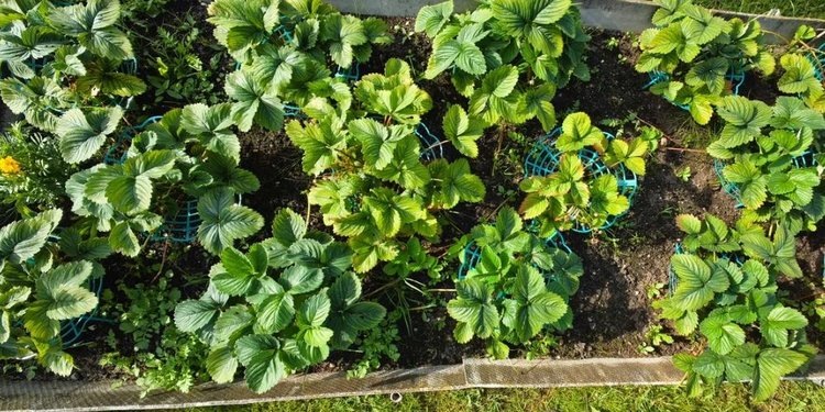    Фото: Лукьянов Дмитрий, AgroXXI.ru