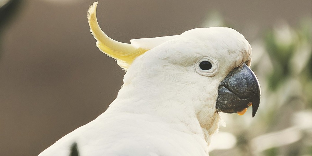 25-летний какаду, которого бросили хозяева, обнял свою спасительницу