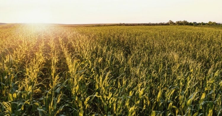    Фото: Медведева Анна, AgroXXI.ru