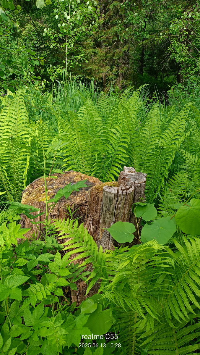 Такие красавцы