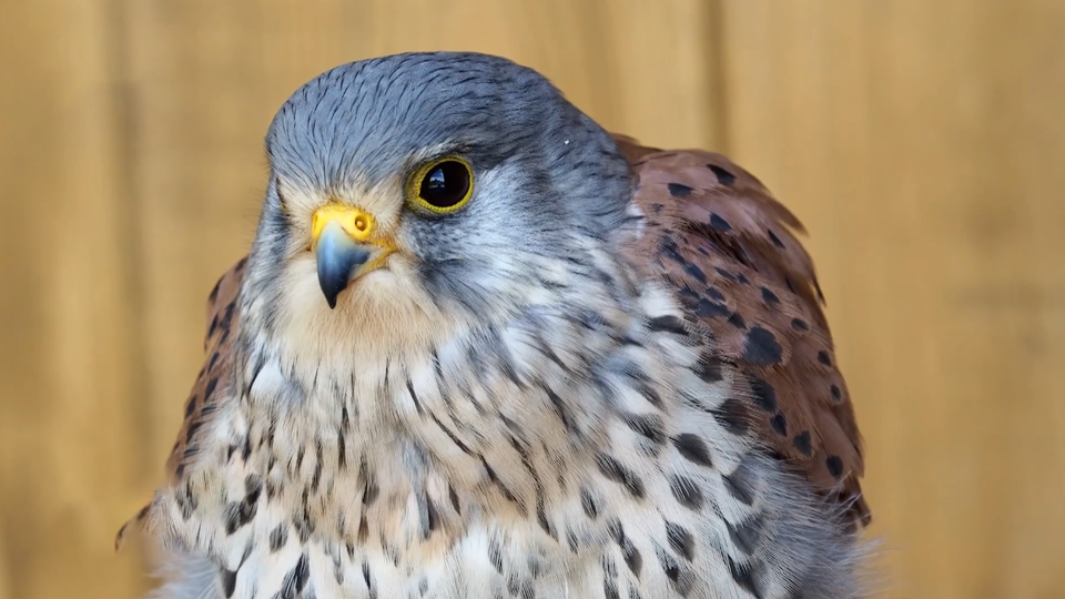 Фото: © Кадр из программы "Как устроен мир", РЕН ТВ