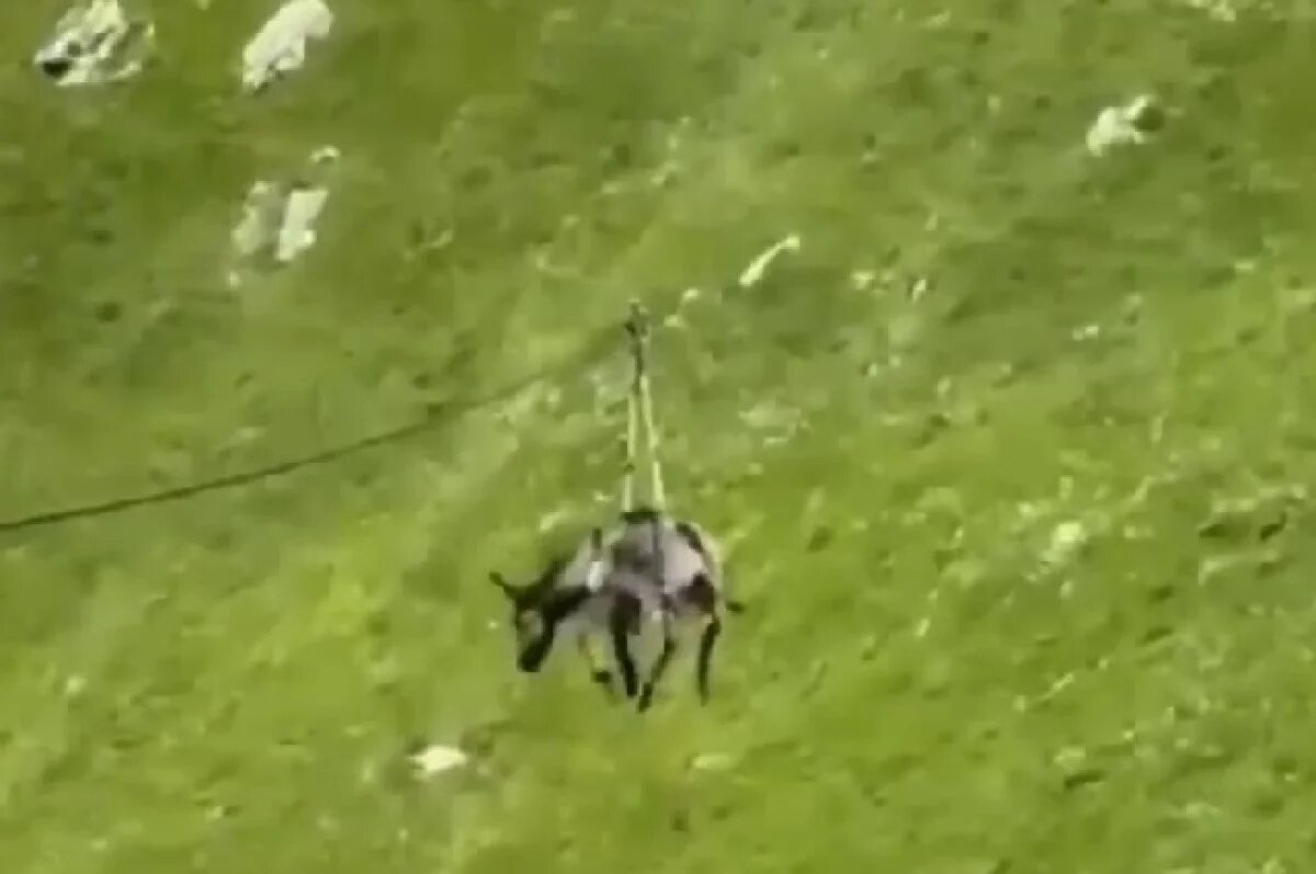    «Сапа»: в Дагестане местные жители прокатили осла на зиплайне