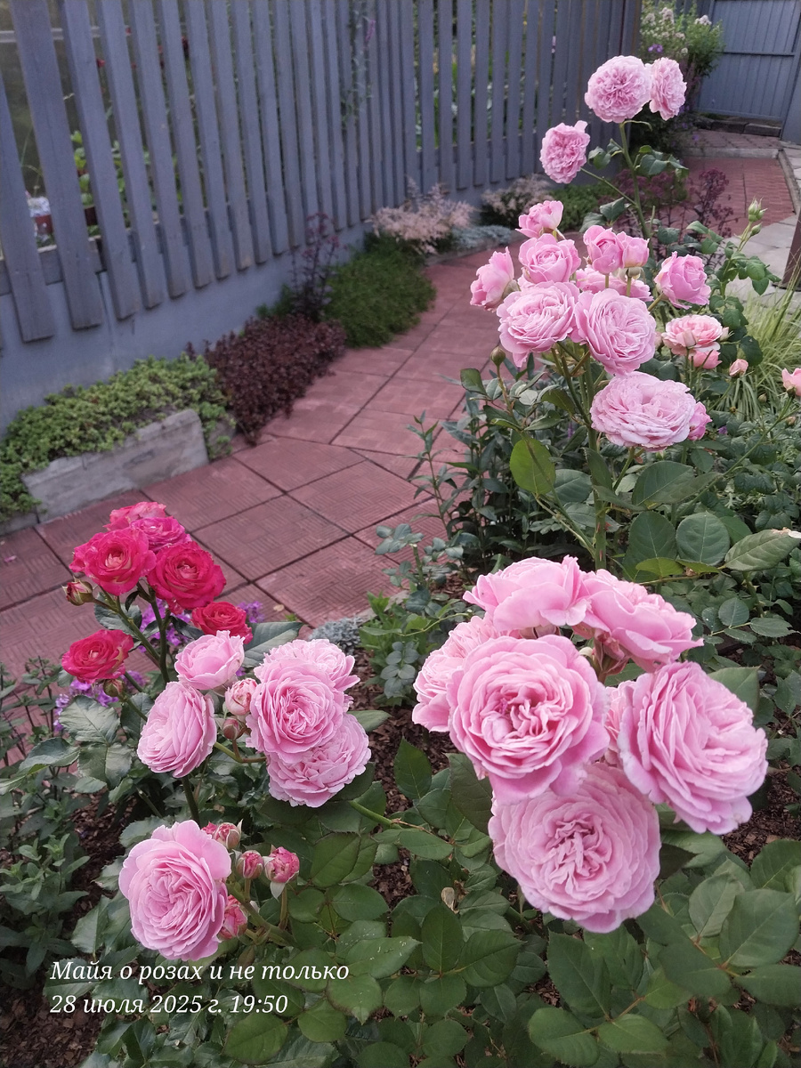 Слева Рубиэлла и спереди Розенграфин Мария Генриетта 