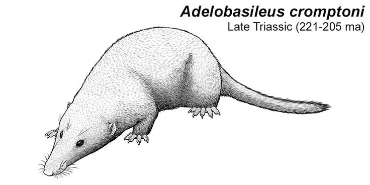 Аделобазилевс. Иллюстрация.