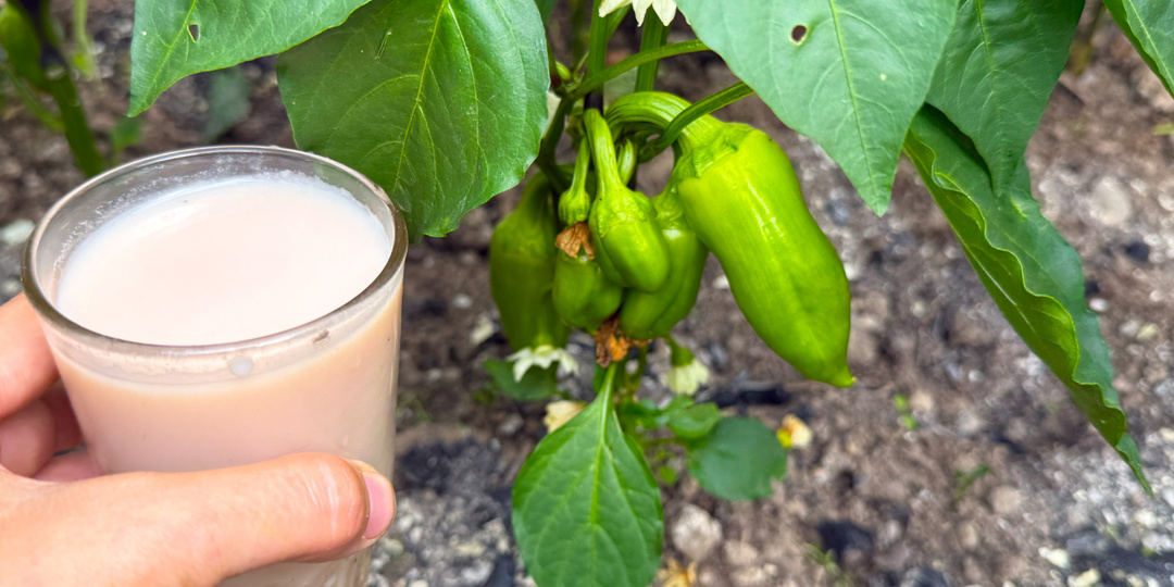 1 стакан и перцев, огурцов, томатов нарастает тонна, даже хилые начинают бешено расти и не болеют