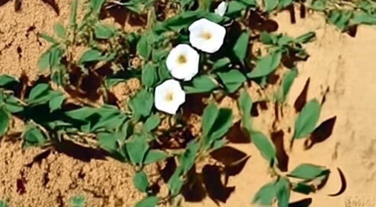    Фото: Медведева Анна, AgroXXI.ru