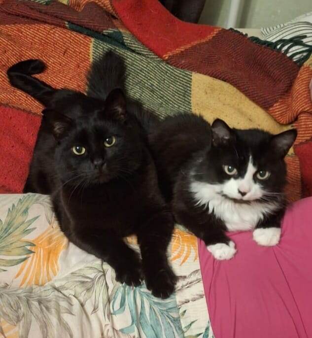 Это мои животные. Мне кажется, сомнений в том, кто здесь кот, а кто кошка, быть не может