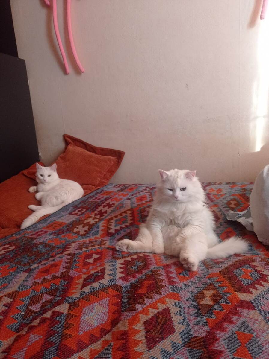 Здесь тоже не перепутаешь - на первом плане задумчивый кот, а дельше нежная красавица кошка. Марк и Росинка