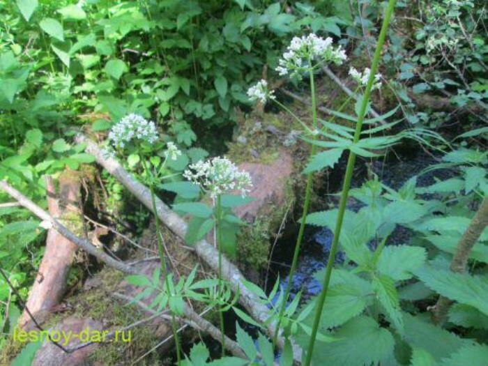 Валериана лекарственная у лесного ручья (фото с блога "Лесная кладовая")
